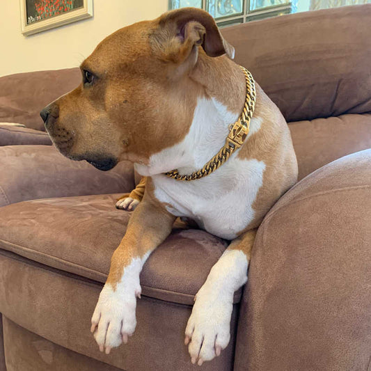 Dawg Chain Collar